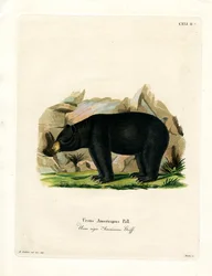 Amerikanischer Schwarzbär