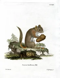 Amerikanisches Rothörnchen