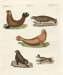 Amphibien