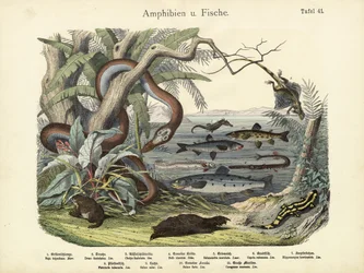 Amphibien und Fische, um 1860