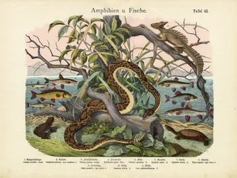 Amphibien und Fische, um 1860
