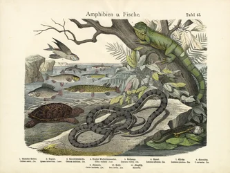 Amphibien und Fische, um 1860