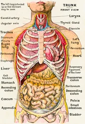 Anatomische Ansicht des menschlichen Rumpfes