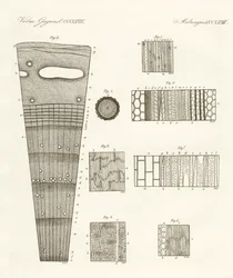 Anatomie des Holzes