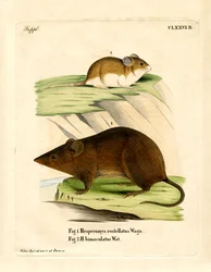 Anden-Vespermaus
