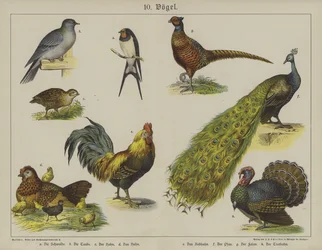 Tiere