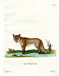 Polarfuchs