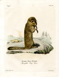Arktisches Ziesel