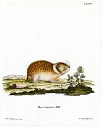 Arktischer Lemming