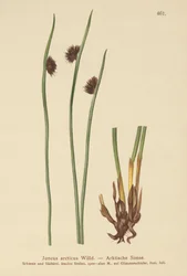 Arktische Binse (Juncus arcticus)