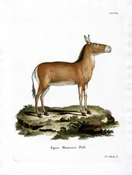 Asiatischer Wildesel