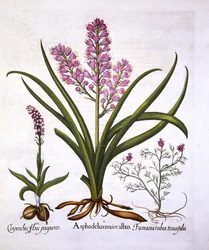 Affodill, Brandknabenkraut und Fumaria Spicata, aus Hortus Eystettensis, von Basil Besler, veröffentlicht 1613