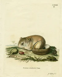 Australischer Zwerggleitbeutler