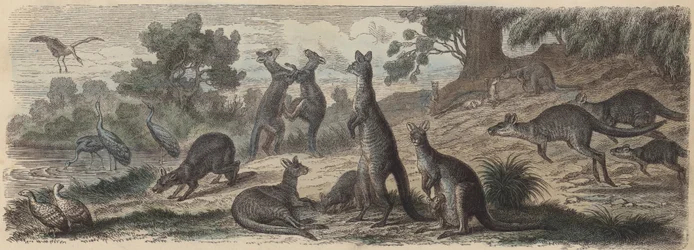 Australische Tierwelt (kolorierte Gravur)