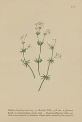 Österreichisches Labkraut (Galium austriacum, Galium silvestre (var. glabrum), Galium commutatum)