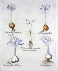 Herbst-Schneeflocke und Herbstzeitlose, aus Hortus Eystettensis, von Basil Besler, veröffentlicht 1613