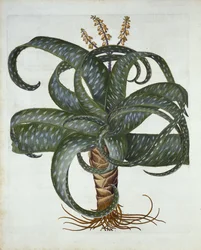 Barbados-Aloe, aus Hortus Eystettensis, von Basil Besler, veröffentlicht 1613