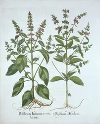 Basilikum, aus Hortus Eystettensis, von Basil Besler (1561-1629), veröffentlicht 1613
