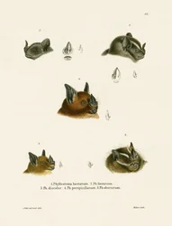 Fledermausköpfe