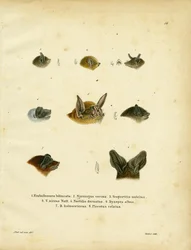 Fledermausköpfe