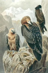Bartgeier, Tafel aus "Brehms Tierleben: Allgemeine Kunde des Tierreichs", Bd.6, S.415, veröffentlicht vom Bibliographischen Institut
