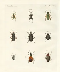 Schöne deutsche Käfer