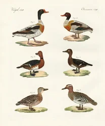 Schöne Enten