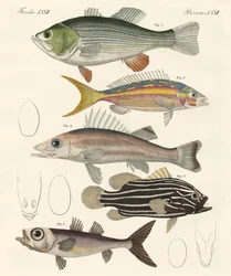 Schöne Fische