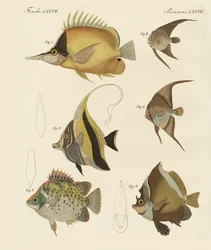 Schöne Fische