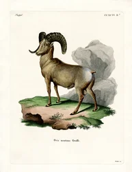 Dickhornschaf