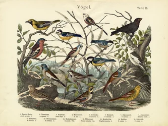 Vögel, ca. 1860