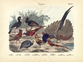 Vögel, um 1860