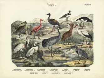 Vögel, um 1860