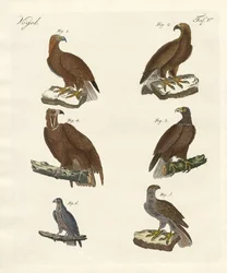 Raubvögel