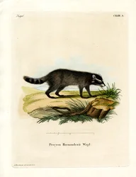 Schwarzfuß-Waschbär