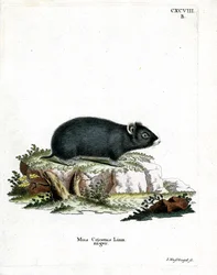 Schwarzer Hamster