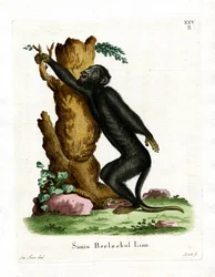 Schwarzer Brüllaffe