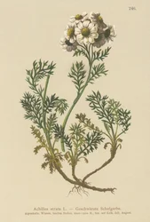 Schwarze Schafgarbe (Achillea atrata)