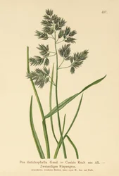 Rispengras (Poa distichophylla, Poa Cenisia, Poa contracta, Poa fontqueri, Poa oreophila, Poa psychrophila)