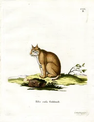 Rotluchs