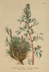 Borealer Wermut (Artemisia nana, Artemisia borealis)