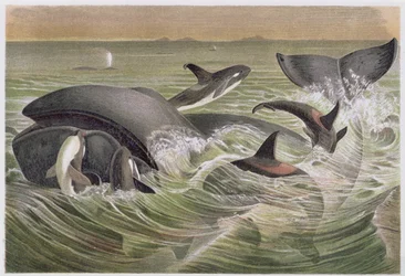 Grönlandwal und Schwertwale, Tafel aus Brehms Tierleben: Allgemeine Kunde des Tierreichs, Bd.3, S.600, veröffentlicht vom Bibliographischen Institut, 1891