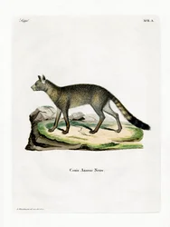Brasilianischer Fuchs