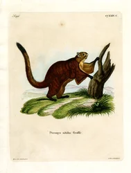 Brillantes Flughörnchen