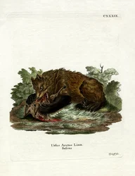 Braunbär