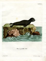 Brauner Seebär