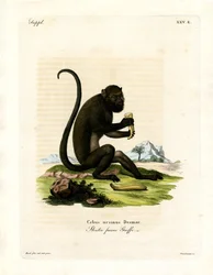 Brauner Brüllaffe