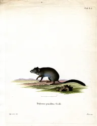 Bürstenschwanz-Beutelmaus