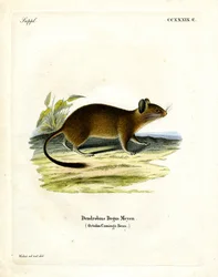 Bürstenschwanzratte