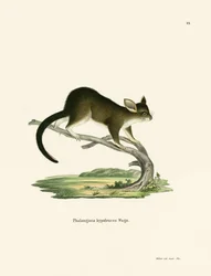 Bürstenschwanz-Opossum